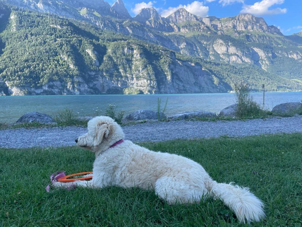 Doodle'S Amazing Chalet -Walensee - Flumserberg - Churfirsten - Heidiland - Pool - Sauna Mols Kültér fotó
